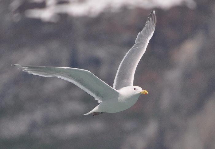 seagull flying behind our boat